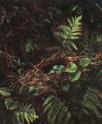 Fidelia Bridges Bird\'s Nest and Ferns oil painting on canvas